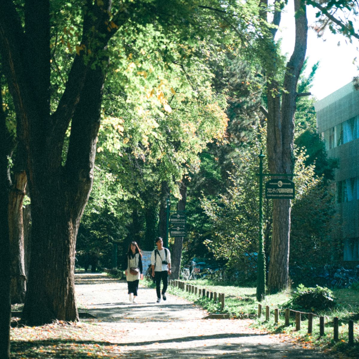 A couple enjoying a sunny walk along a tree-lined park path in the city, embracing nature.
